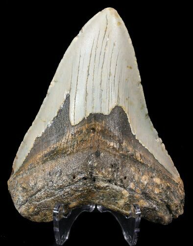 Bargain, Megalodon Tooth - North Carolina #52290